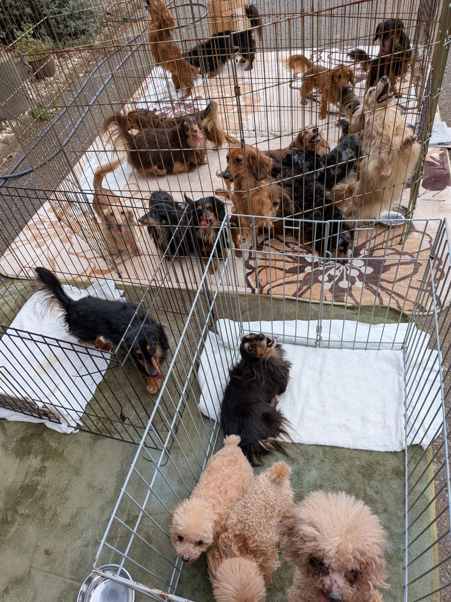 集団ワクチン💉